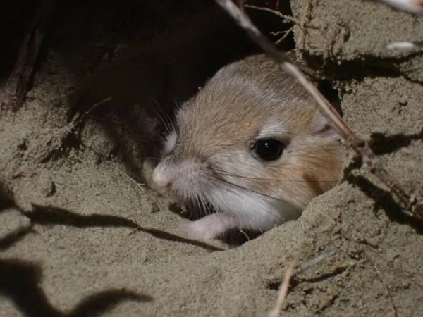 Small brown animal poking out of a sandy burrow. o<em></em>nly its head - with bright eyes and whiskers - is visible.