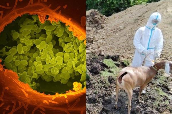 美国农业部：出口到菲律宾的山羊没有疾病