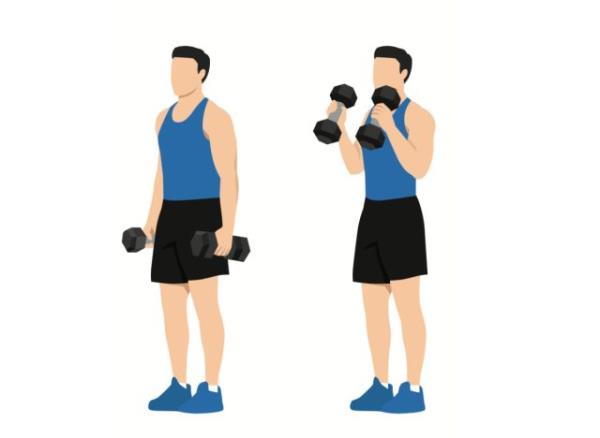 illustration of bicep hammer curls