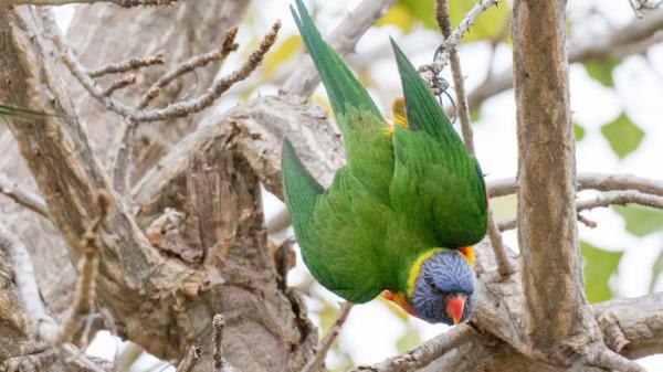 Rainbow lorikeets became noisy during an eclipse and then followed it with 'communal silence'. File pic: AP