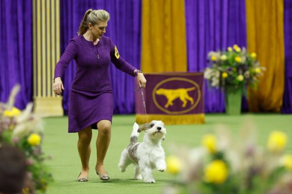 Buddy Holly was also the winner of the Hound Group at the 147th Annual Westminster Kennel Club Dog Show.