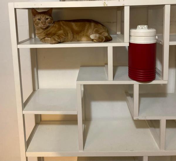 “I was worried he’d be freaked out but he wasn’t even meowing on the way back,” she said. “I went to give him some extra treats and he acted like nothing had happened.”