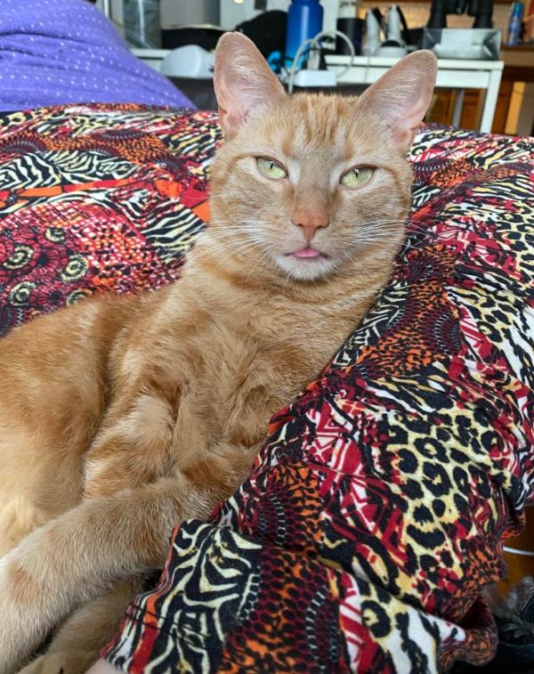 The accidental stowaway — named Smells — strikes a pose for The Post.