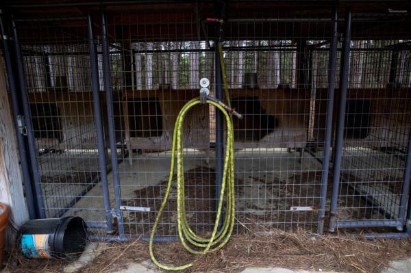 A hose in the dog kennels at the Murdaugh Moselle property.