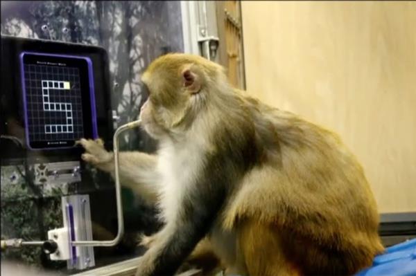 Test co<em></em>nducted on a monkey,