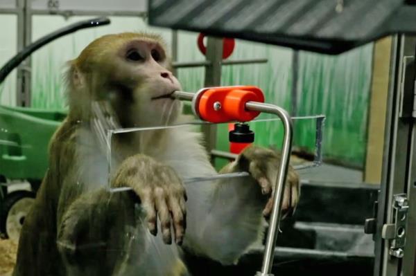 Tests co<em></em>nducted on a monkey.
