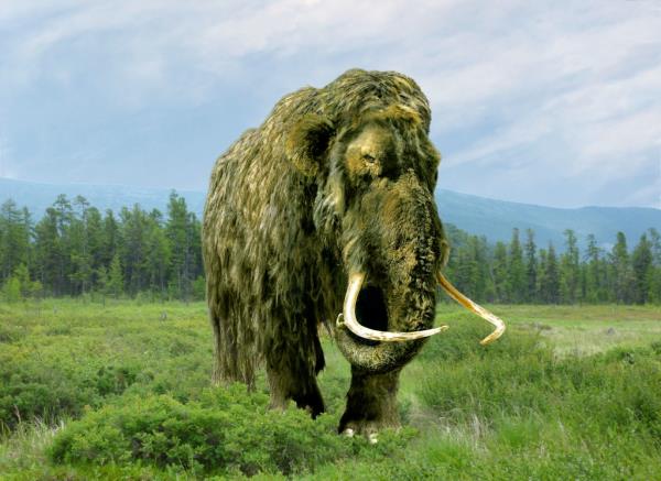 An image of a mammoth.