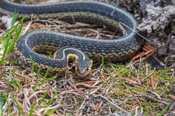 Common Garter Snake