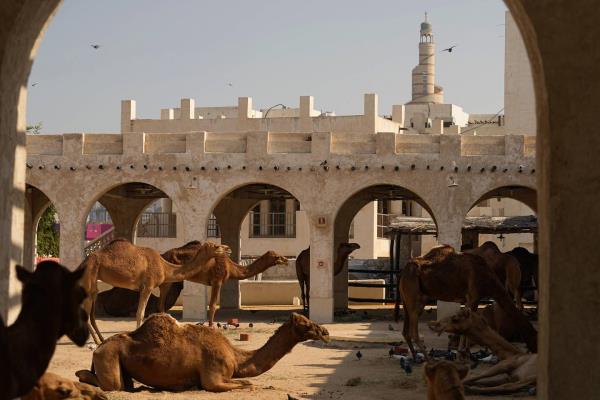 Camels rest outside the Souq Waqif market during the World Cup, in Doha, Qatar, Friday, Dec. 2, 2022. 