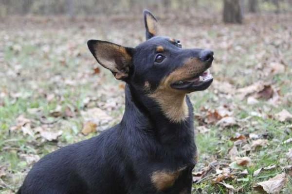 The Lancashire heeler is the latest breed recognized by the American Kennel Club.