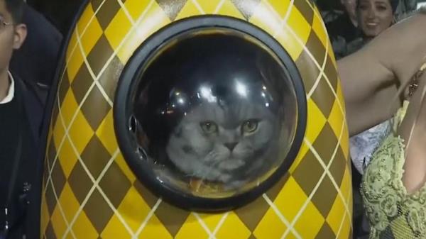 Chip the cat generates a lot of attention at Lo<em></em>ndon premiere of Argyll