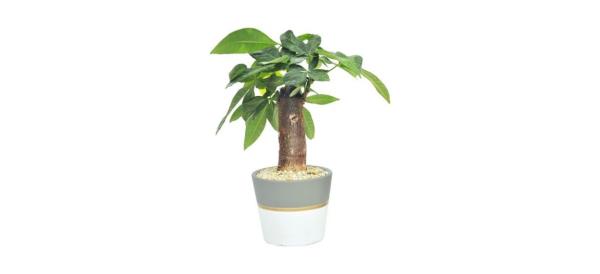 Costa Farms Mini Mo<em></em>ney Tree planted in a white and gray pot