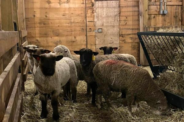 Sheep in a barn