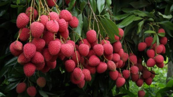 孟加拉荔枝通过法国实验室检测｜《商业标准