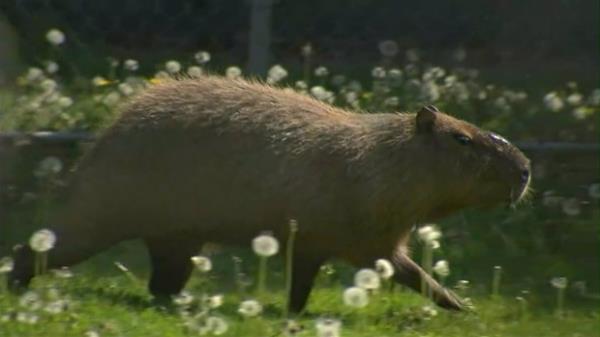 让我们来看看从多伦多动物园逃出来的其他动物