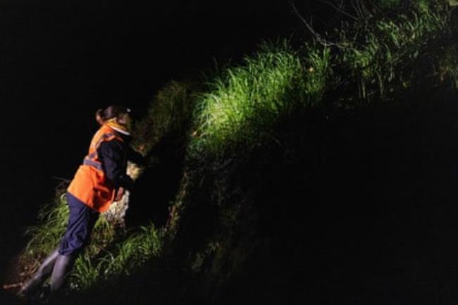 At night, an enviro<em></em>nmental scientist examines a grassy bank with a torch