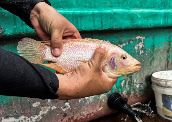 观点｜罗非鱼不好披头士乐队的新歌很好