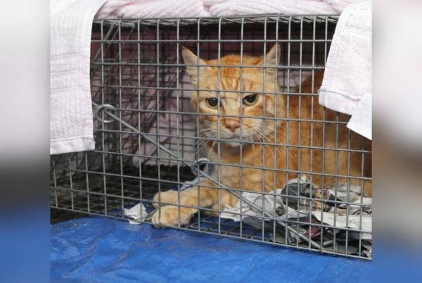 虐待动物是缺乏同情心和暴力的标志-犯罪学家