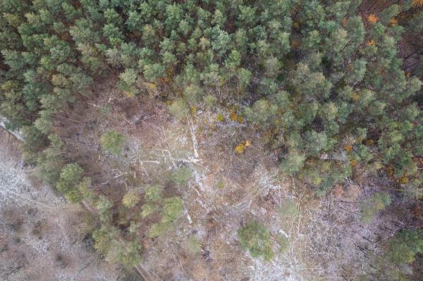 气候变化威胁到匈牙利的圣诞树