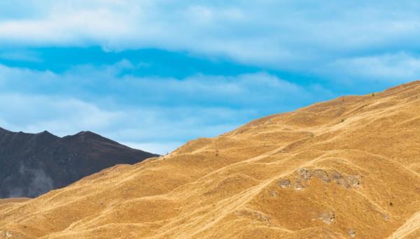林肯大学的科学家们测试了植物的可燃性，以了解野火发生的原因