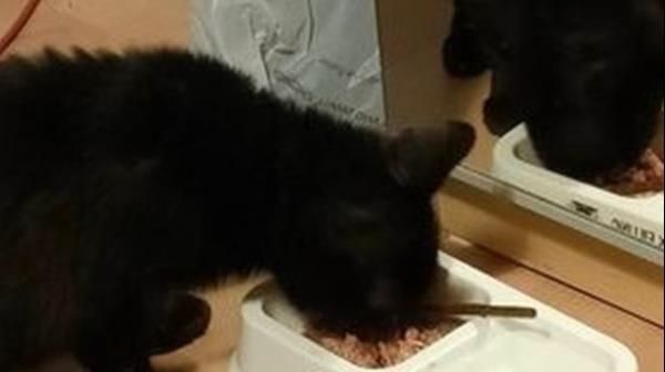 丢失的猫从前门逃走多年后回到家里的喜悦