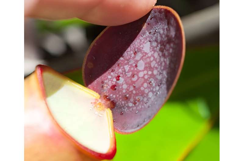 Carnivorous plant traps help scientists explain the evolution of complex 'composite' traits