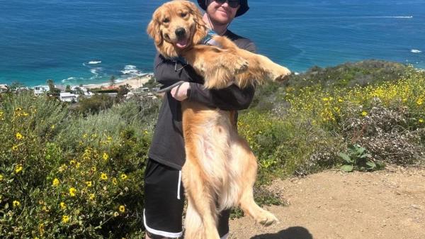 金毛猎犬在感觉到主人不对劲后冲向主人