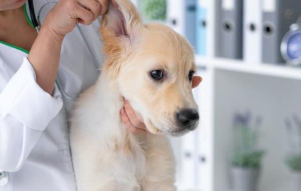Golden retriever puppy havin<em></em>g ears checked at the vet