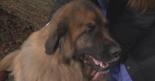 西温哥华宠物主人警告公众治疗犬遭受电击