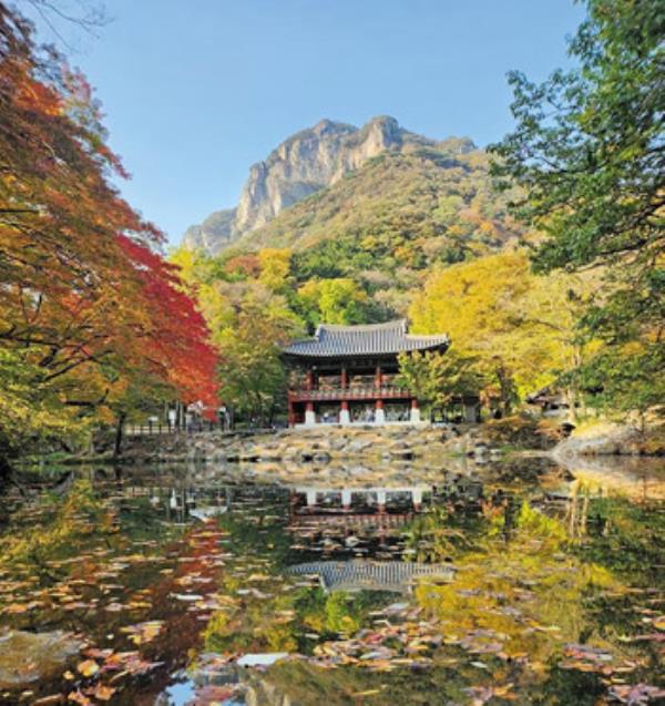 为什么今年韩国的秋天色彩暗淡？