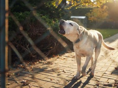 White dog howling 