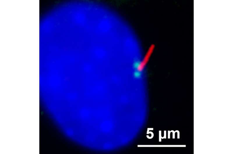 New study examines the relatio<em></em>nship between the rate of wound healing, the circadian rhythm, and 'hair' on cells