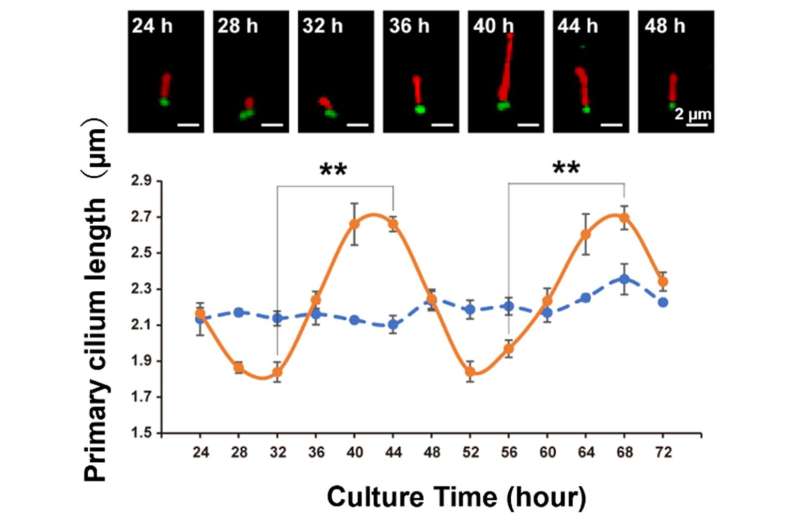 New study examines the relatio<em></em>nship between the rate of wound healing, the circadian rhythm, and 'hair' on cells