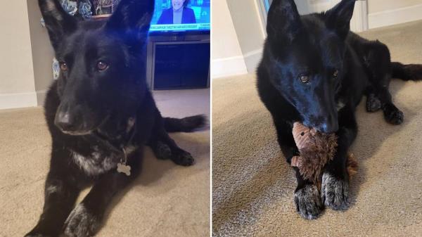 救援犬在散步时突然倒下，奇迹般地恢复了