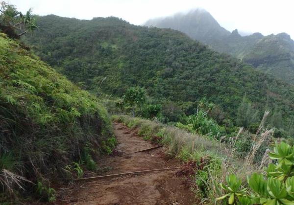 徒步旅行者，26岁，头部受伤，从考艾岛的卡拉劳小径获救
