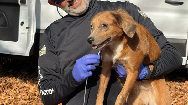 在田纳西州，小狗从“可怕”的环境中被救出，家里到处是黑寡妇蜘蛛和粪便