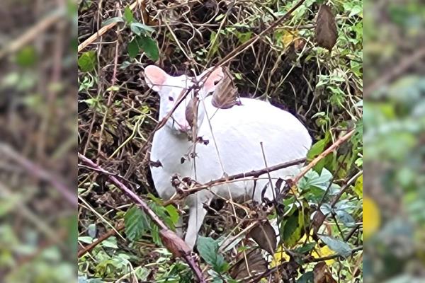 在主教沃尔瑟姆外发现了罕见的白色麂鹿