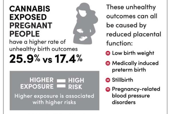 大麻暴露与不健康妊娠结果的风险增加1.5倍有关