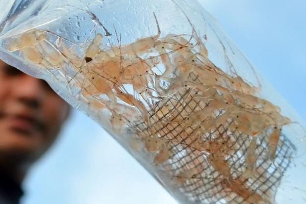 印尼考虑取消龙虾幼虫出口禁令，以换取投资