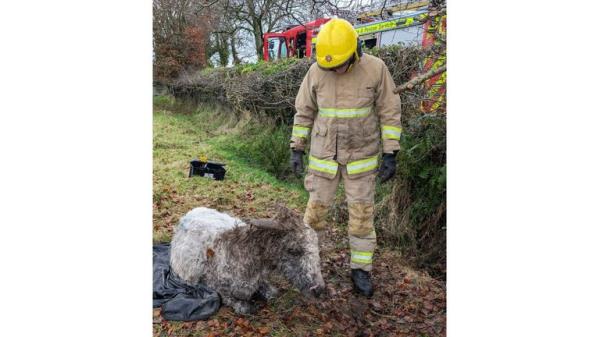 Do<em></em>nkey rescue. Pic: NIFRS