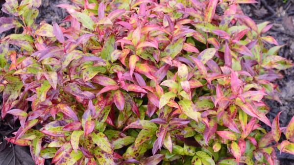 一种耐寒且色彩丰富的灌木，适合你的花园!