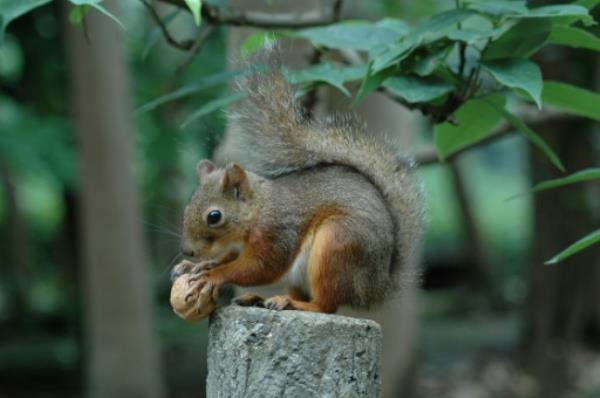 东京动物园调查可能的松鼠中毒事件