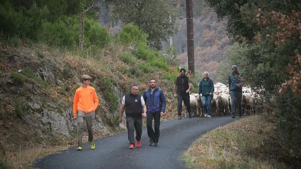 东方羚：今年最后一批迁徙的兽群已经回到了它们的冬季栖息地