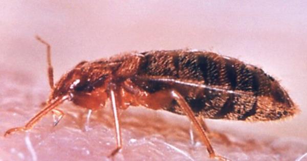 今年到目前为止，纽约的臭虫数量飙升了17%