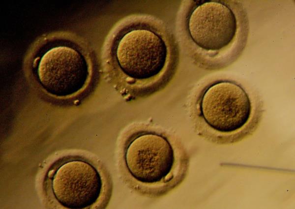 生育诊所被指控植入罕见癌症突变胚胎