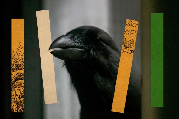 夏威夷乌鸦“非常聪明”，但老鹰一直在攻击它