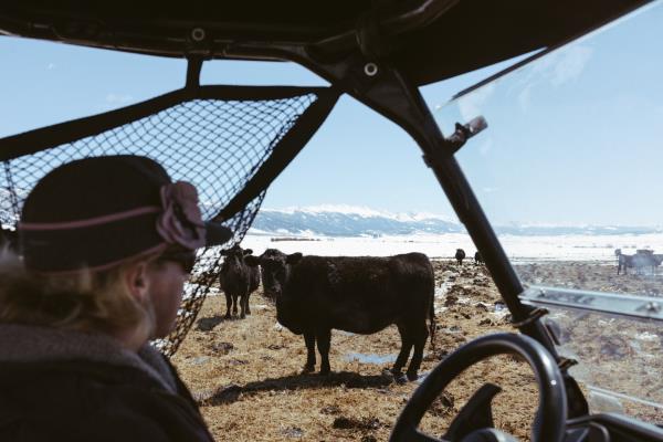 科罗拉多州正在把狼带回来在这个牧场，他们已经来了