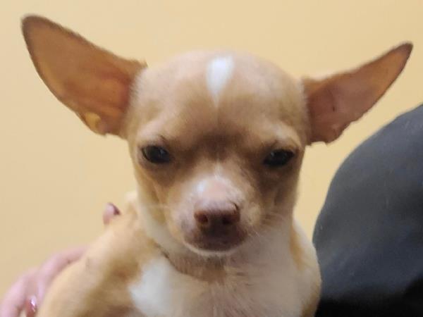 佛罗里达州的狗狗美容师Osvaldo Sanchez被指控冒充兽医