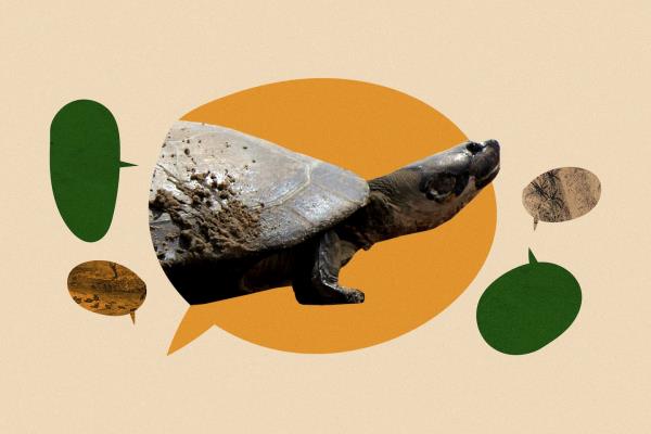 海龟在孵化之前会和它们的蛋“说话”