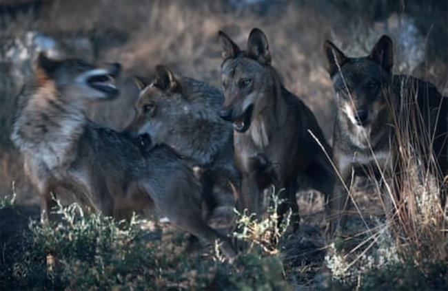 A wolf pack in northern Spain